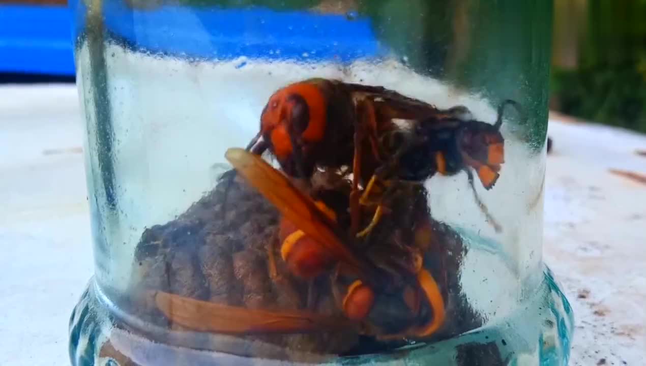 慢镜头记录螳螂与水蛭的对决,一招就ko对方,战斗场面十分精彩