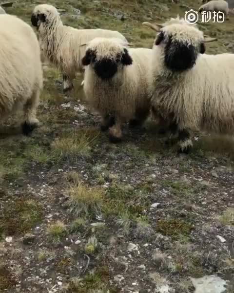 小羊肖恩的原型,傻楞呆萌的瑞士黑鼻绵羊