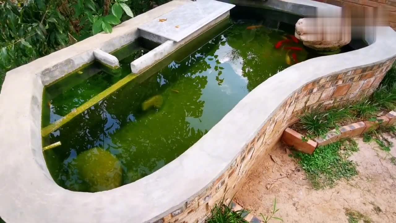 农村小院自建的锦鲤鱼池,历经4月已完全蜕变