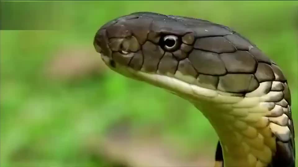 眼镜王蛇vs森林王蛇图片