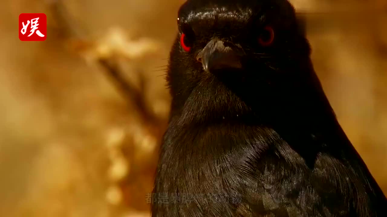 日本画师からめる超魔性的神经猫系列——吸尘器与玩具鸭