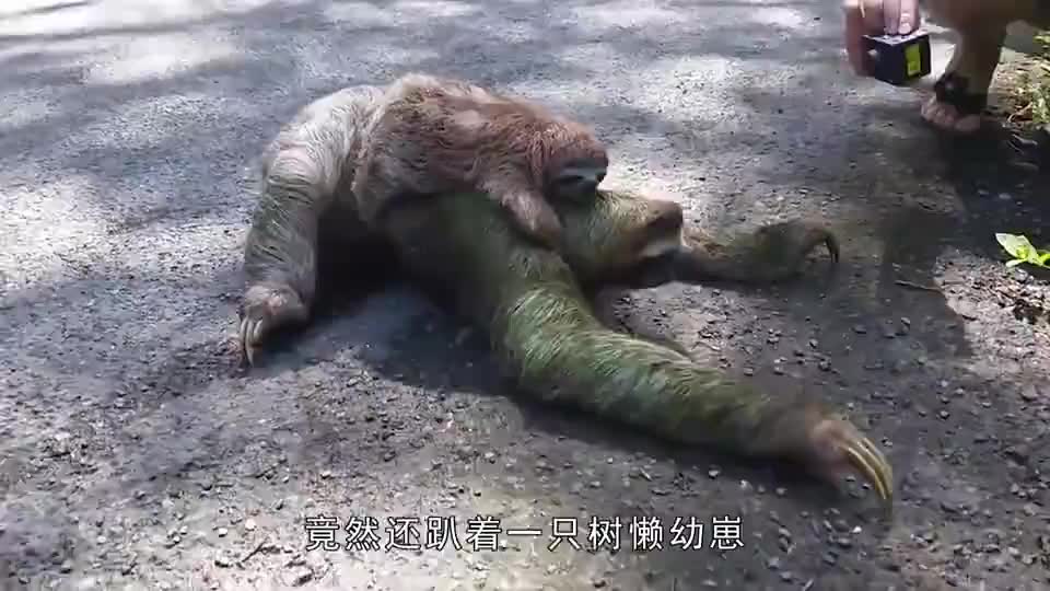 刚出生树懒通过主人手中的注射器来吃食物懒洋洋的神情有点逗