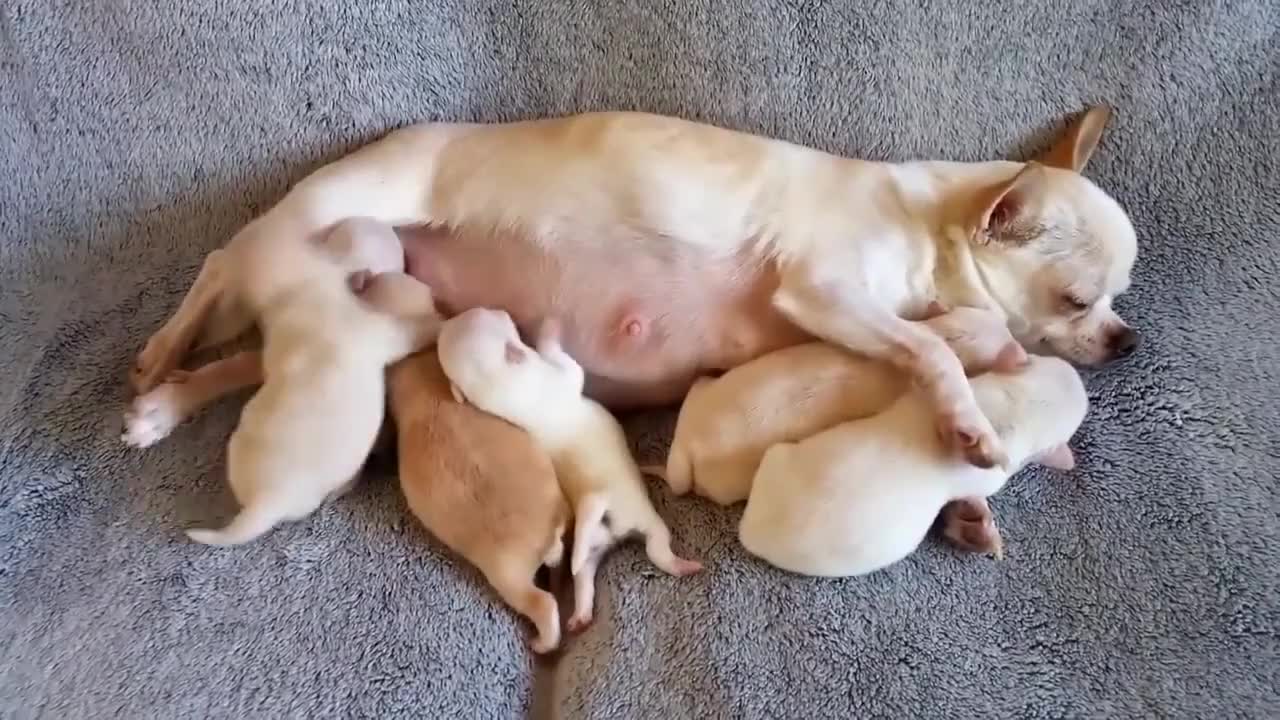 饥渴的狗狗幼崽,争相恐后的抢着喝奶水!狗妈妈都快蒙圈了