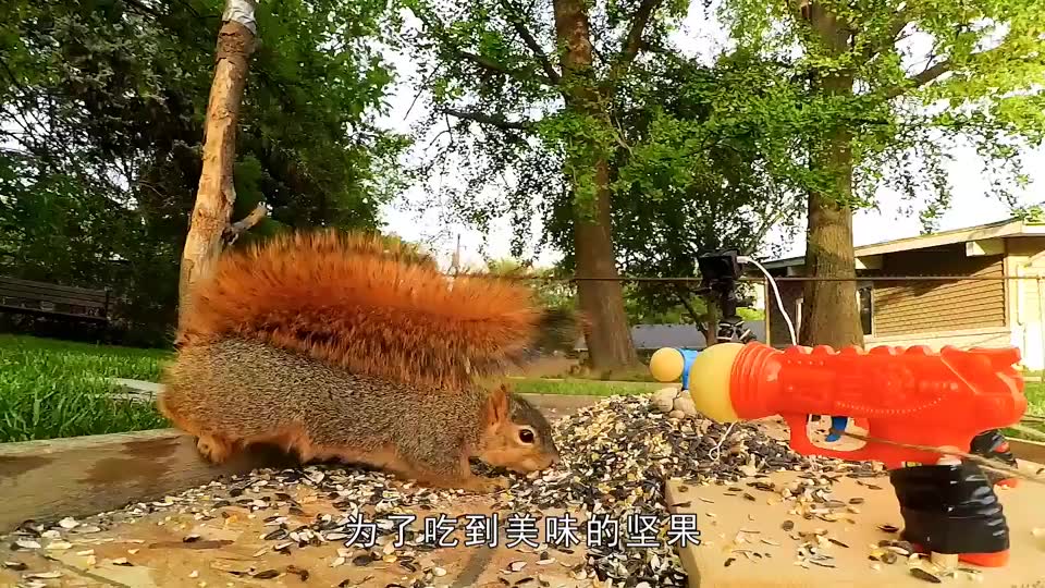 坚果菜问和豌豆射手一起玩捉迷藏,这回坚果又被毒蛇咬了