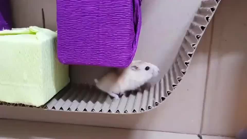 可爱又呆萌的小仓鼠来挑战迷宫全程晕晕乎乎的像是没睡醒一样