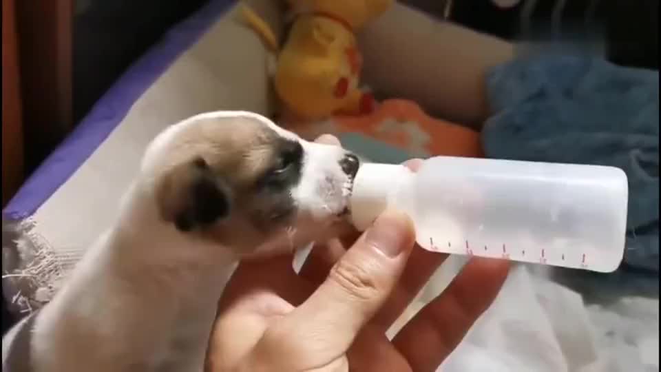 失去妈妈的小奶狗抓住奶瓶一顿狂吸不吃饱不放手