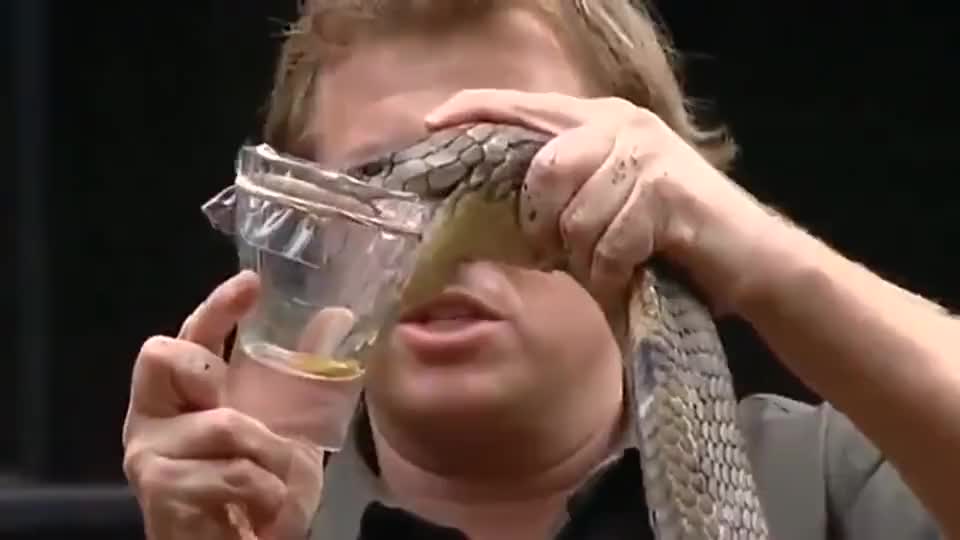 眼镜王蛇的毒液可以毒死一头大象,抓蛇狂人在草棚里捕获到了它