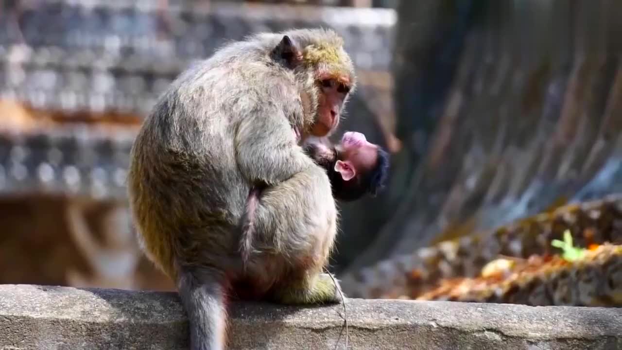 母猴掐着小猴的脖子威胁,看来小猴还没有一颗红毛丹重要!