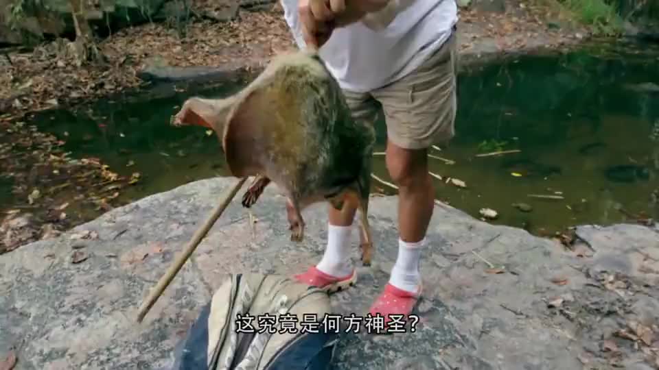 原来蝙蝠是这样拉尿的