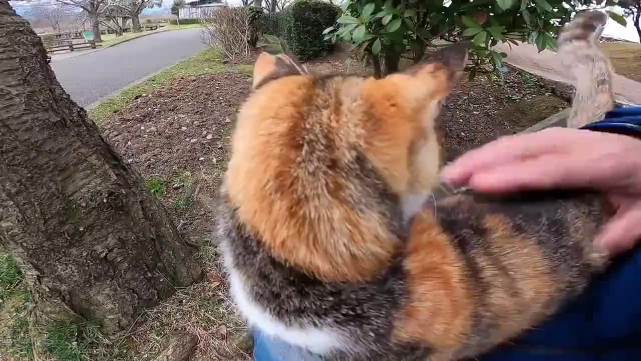 狼烟北平:傻花猫刺杀犬养平斋后,被军警当场枪毙