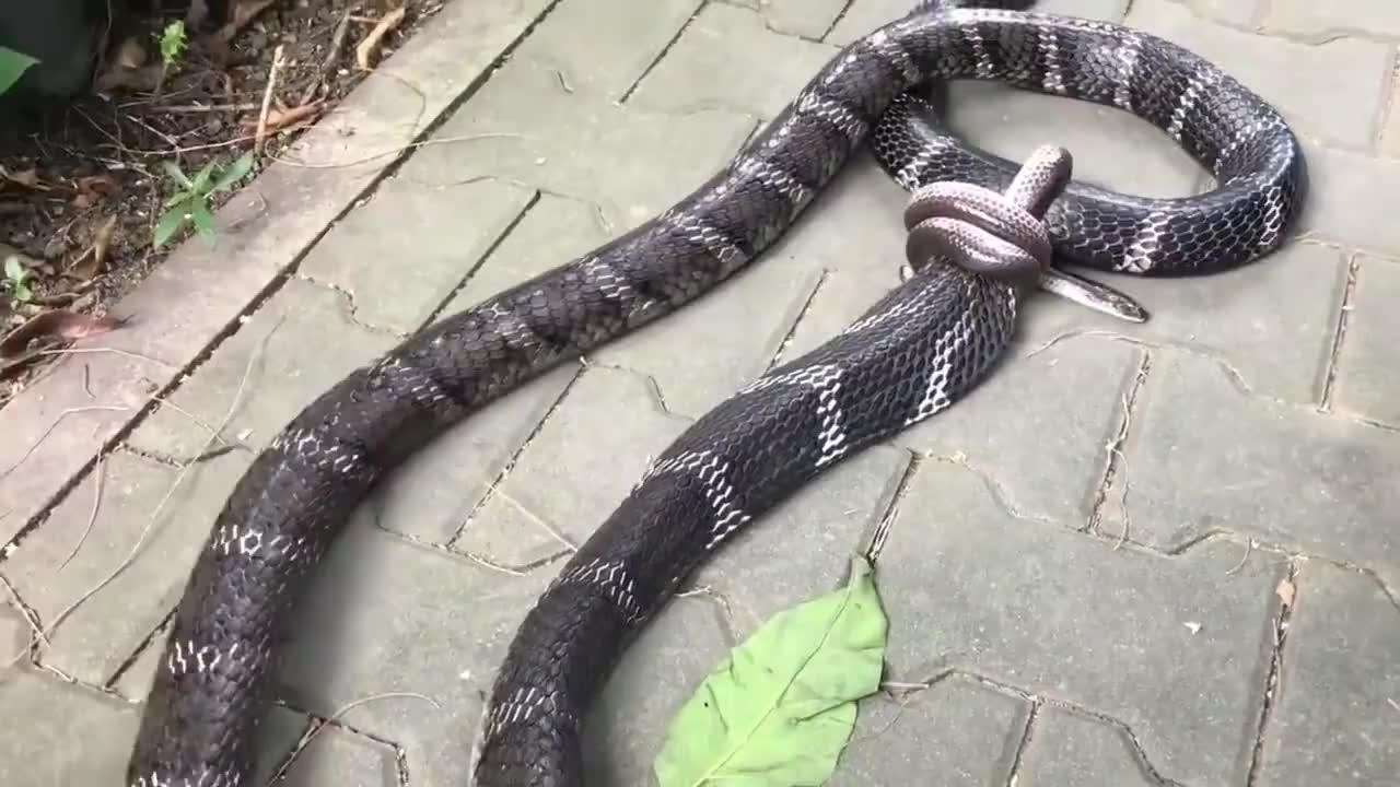 捕蛇人野外遇到一条超大的眼镜王蛇,作死的一幕被拍了下来
