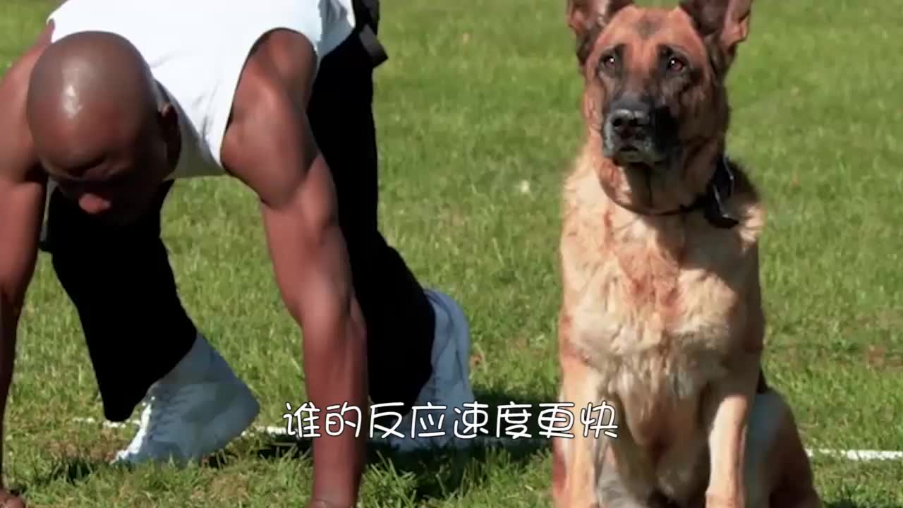 抗诱惑挑战中 狗狗反向表现笑翻全场