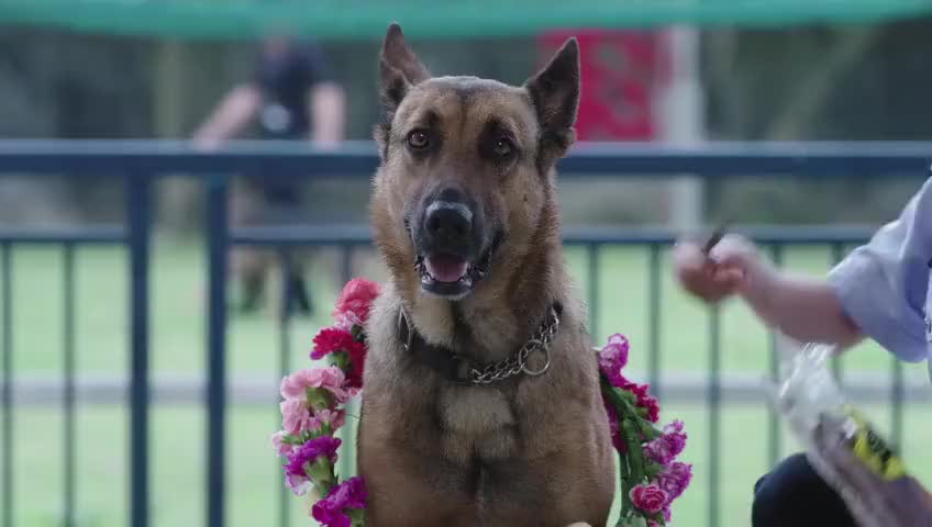 功勋警犬执行任务时失忆,身体还没恢复,就急着想要执行任务