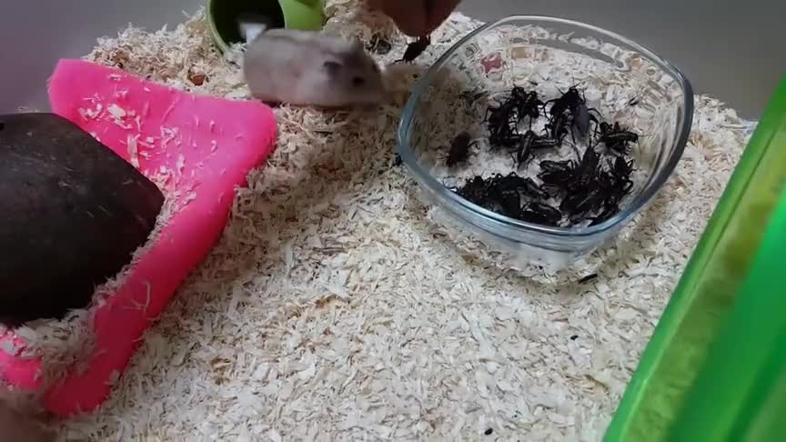 主人准备给仓鼠拔牙,小家伙胆都吓破了:好吃的都给你,放过我吧