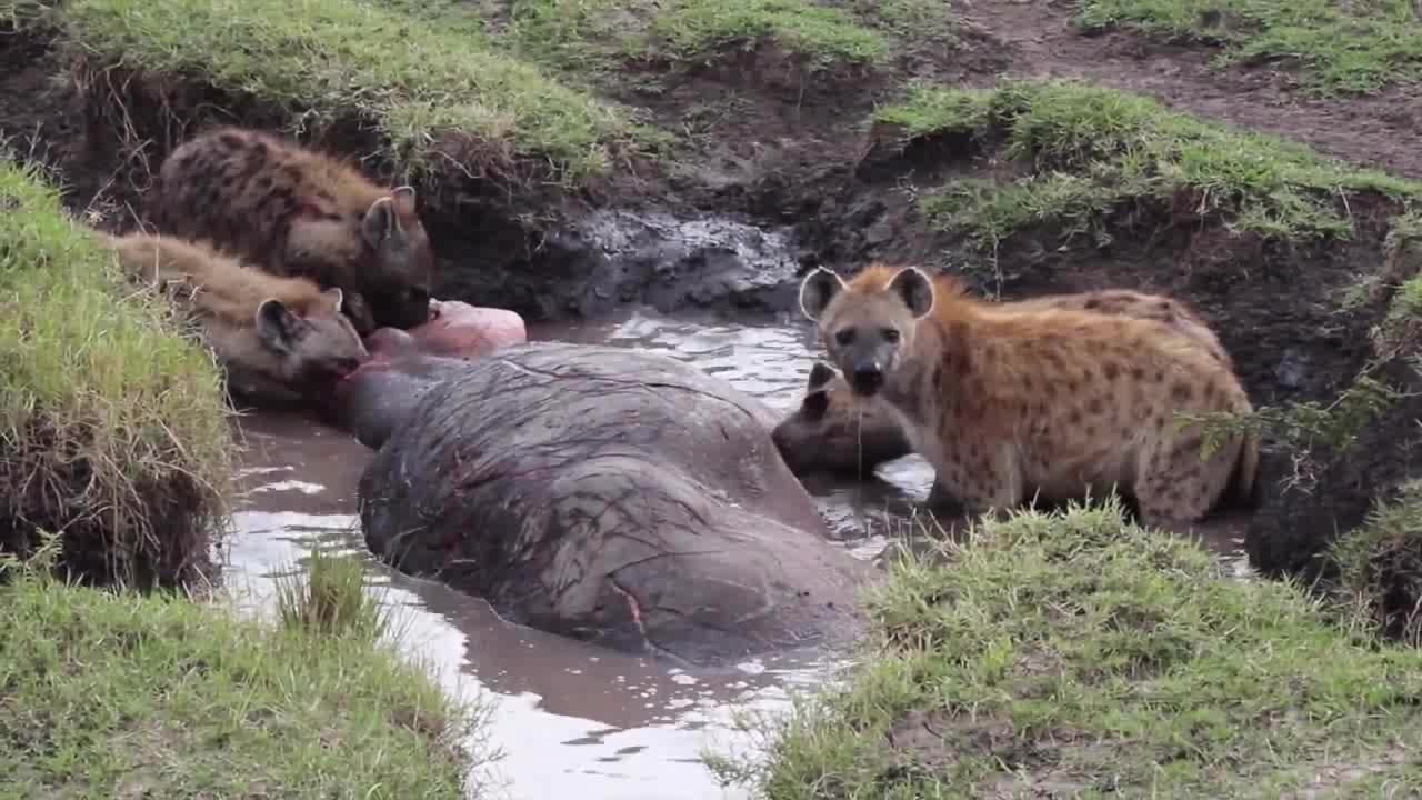 不自量力的鬣狗想捕食河马河马打个哈欠鬣狗腿软了