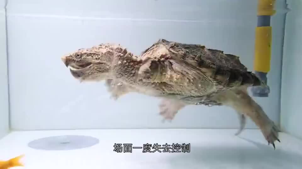 男子把鳄龟和金鱼放在一起养,结果傻眼了,场面一度失去控制