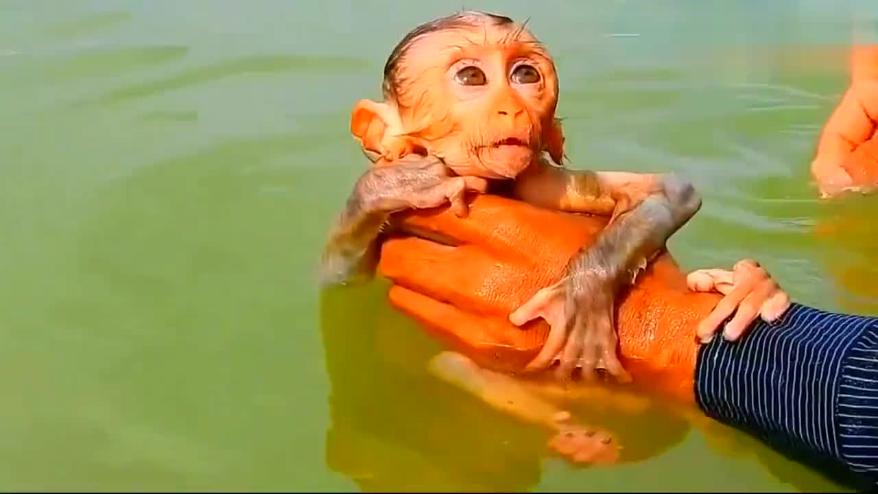 中午很热,一群猴子在臭水沟里游泳,默默说一句水好脏啊