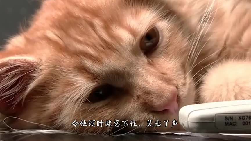 房间里没有开空调机智猫老大一次一次这样暗示主人