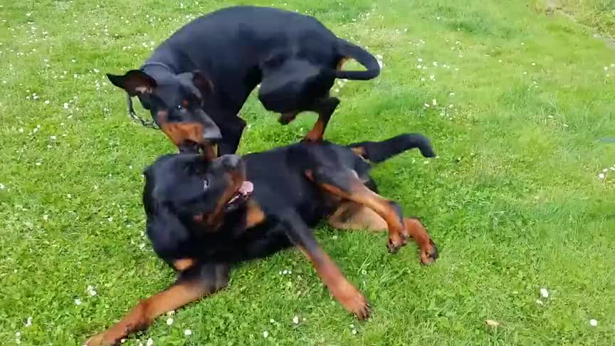 杜宾犬和罗威纳那个好