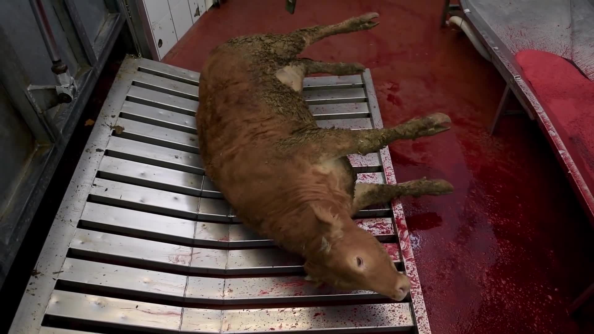 农村宰杀牛的时候,为什么牛会流眼泪甚至下跪,答案说出来扎心了