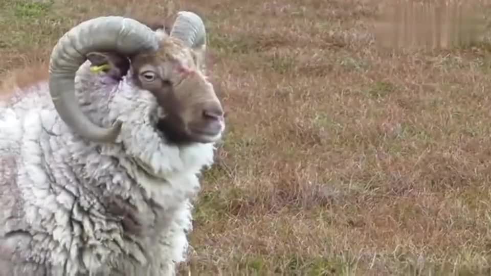 见过羊打架,见过两只公羊隔着铁丝网打架吗?场面激烈