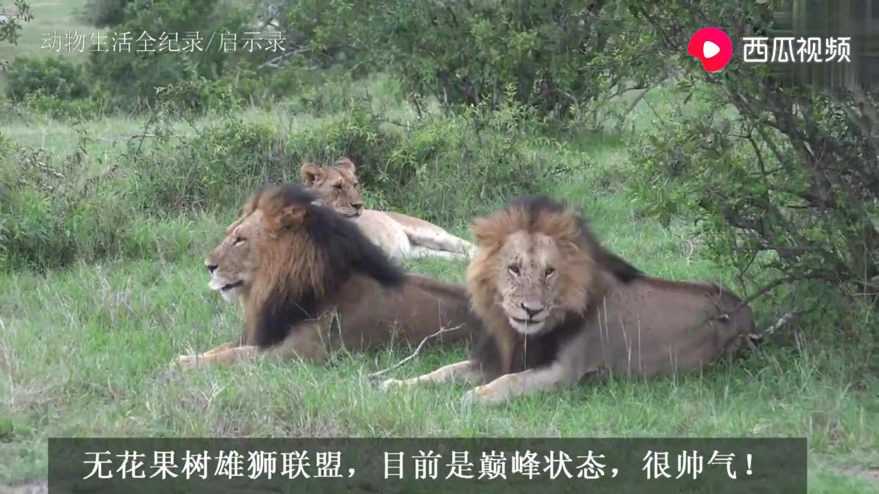 击败草原七雄的鬃毛之王_美人鱼雄狮联盟