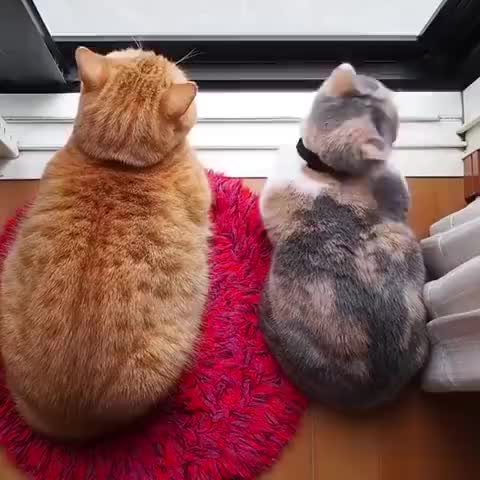 app打开