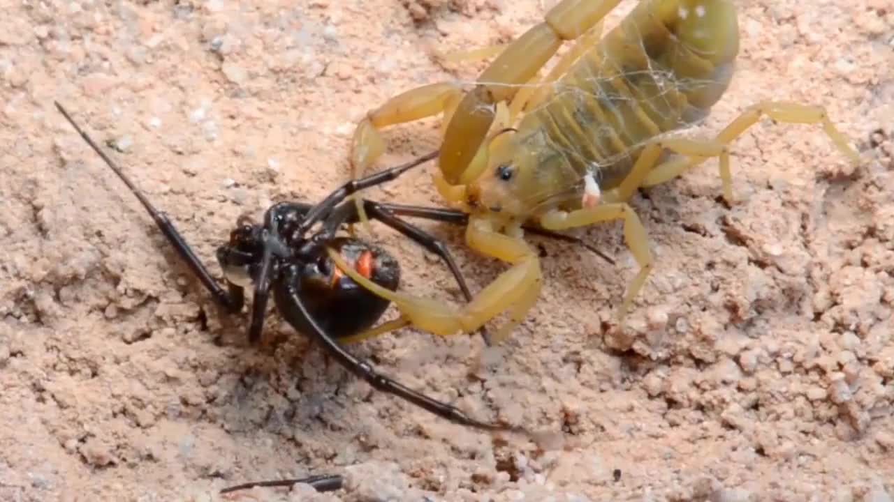 冰冻蜘蛛:小伙在森林打猎突然一只巨型蜘蛛出现,两人扭头就跑