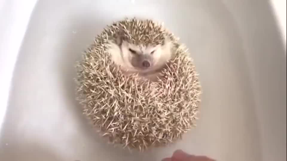 主人正在给小刺猬洗澡,缩成一团的样子好萌啊