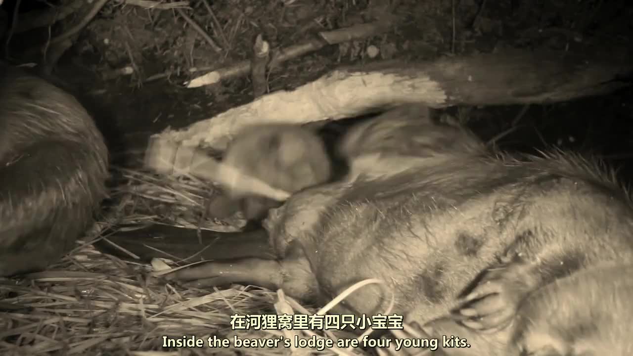 河狸简直就是动物界的建筑狂魔,在哪都能建造房子,不服不行!