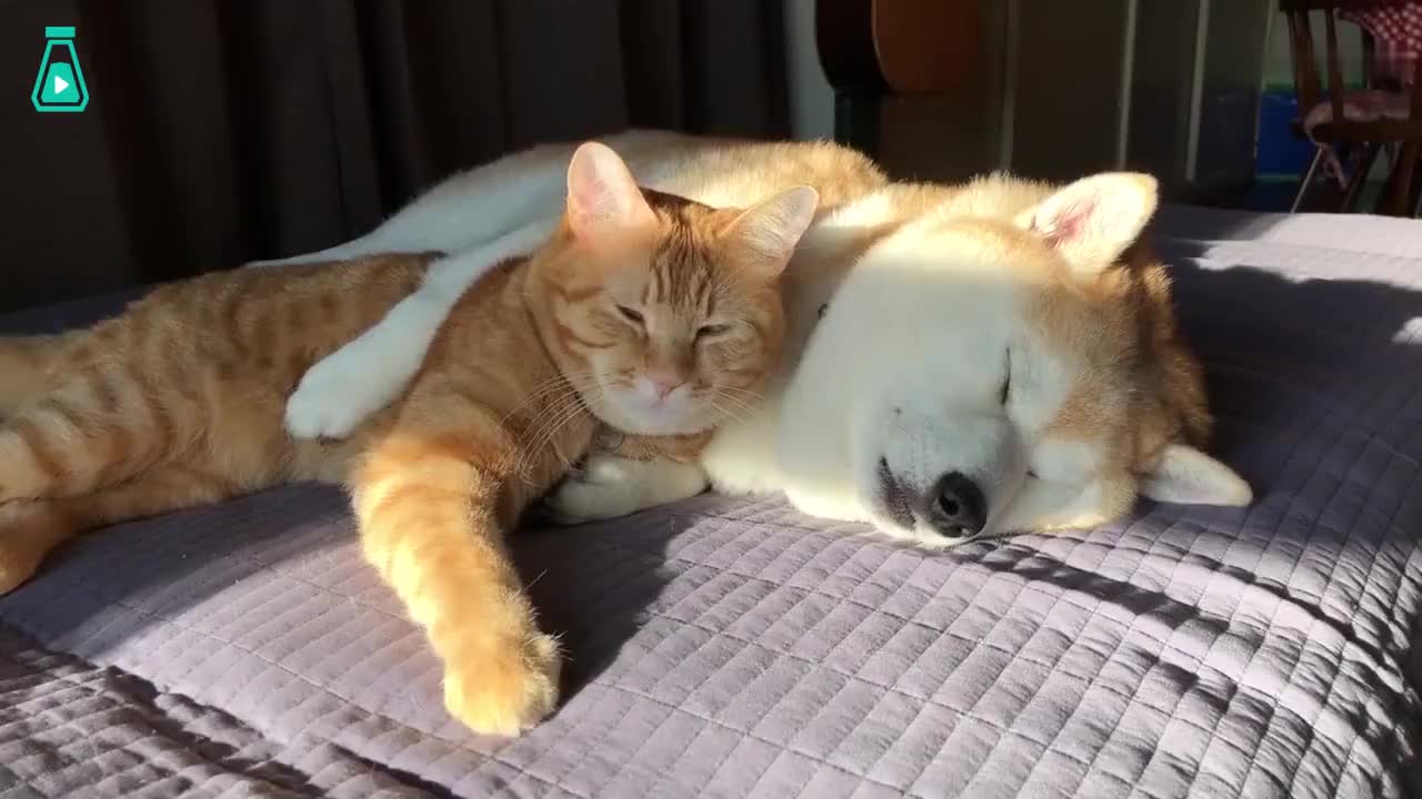 柴犬竟然拿橘猫当枕头,今天也是当枕头和被踩的一天了