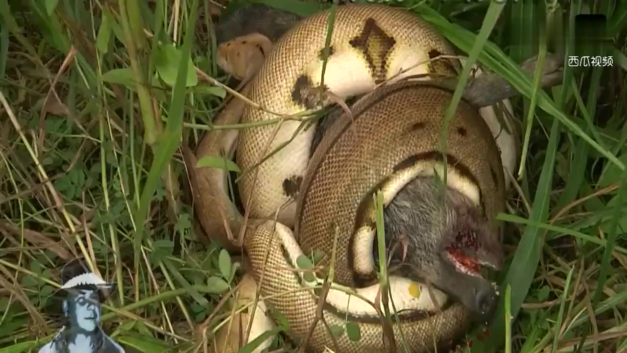 蟒蛇吃野猪图片
