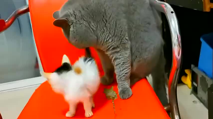 主人在母猫面前弄奶猫,猫妈飞扑过来就是一口,这会代价大了