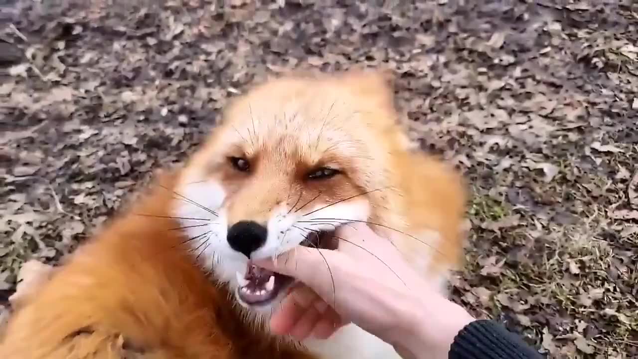 小选模仿狐狸这段也太绝了吧!