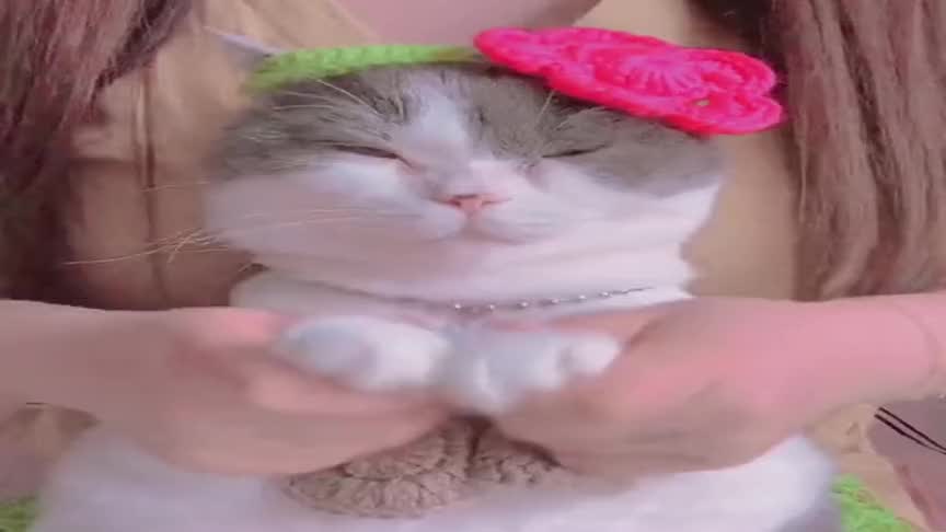 拽人衣角猫表情包图片