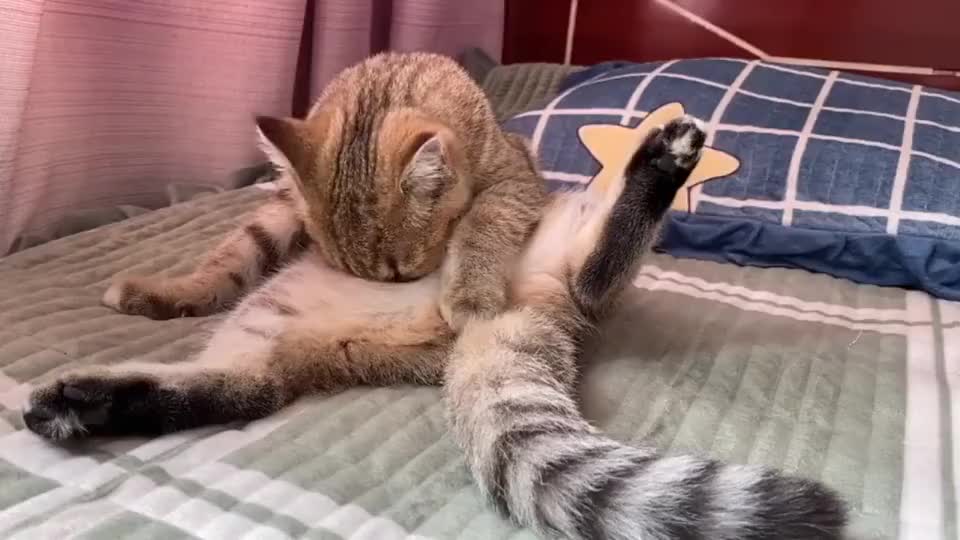 狸花猫舔毛好认真姿势妖娆翘大长腿