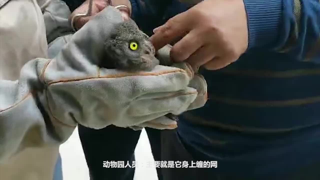 善良女子将兔子放生结果放生变成杀生镜头记录全过程