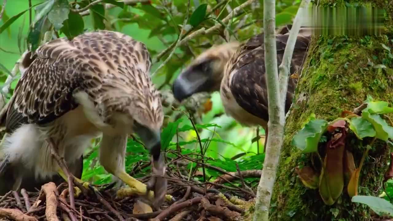 白尾毒蛛占领了黑屋蛛的巢穴,并在巢穴中将黑屋蛛吃掉