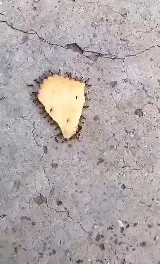 我想问一下 饼干上的蚂蚁是什么角色啊