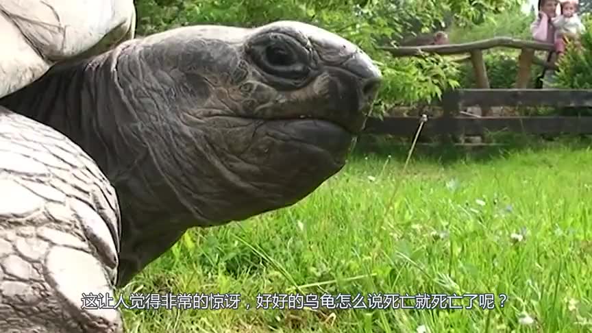 地中海岸突然出现巨型乌龟尸体,死亡原因令人心痛不已