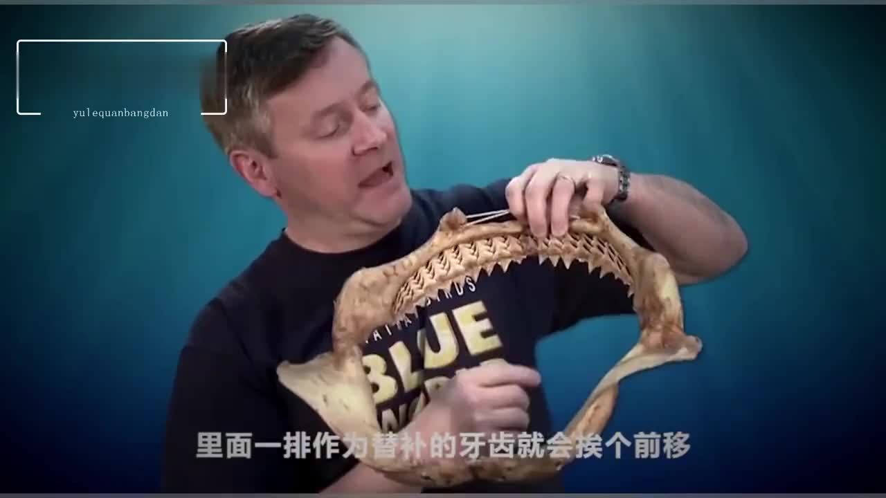 鲨鱼一生中能长三万多颗牙齿,而且都锋利无比
