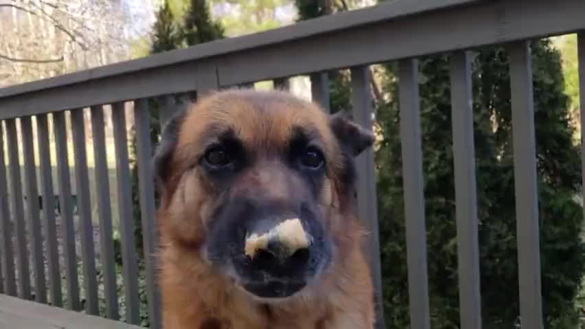 在马路上发现走丢的"德国牧羊犬",追了它3公里,太刺激了