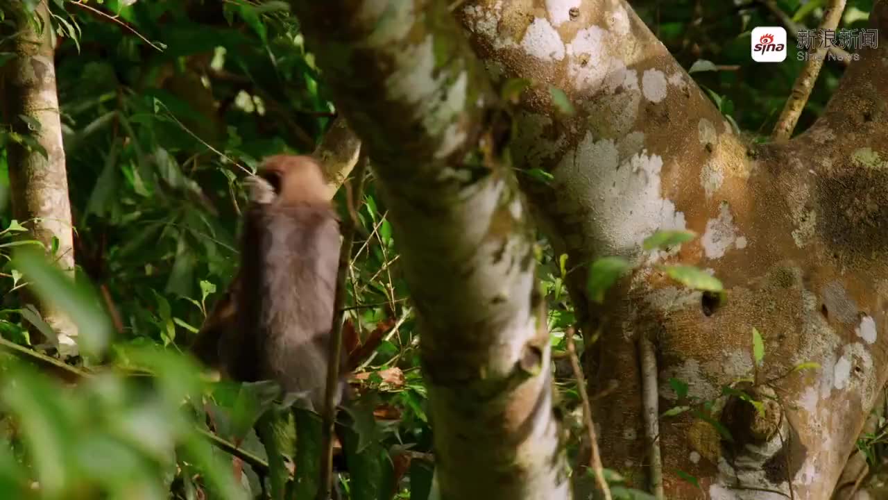 缅甸发现新物种波巴叶猴仅剩250只濒临灭绝