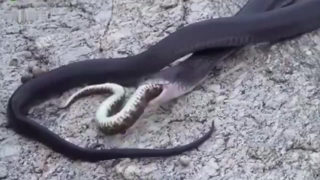 蟒蛇天敌克星老鹰一旁的花豹看的也蠢蠢欲动上去掺和