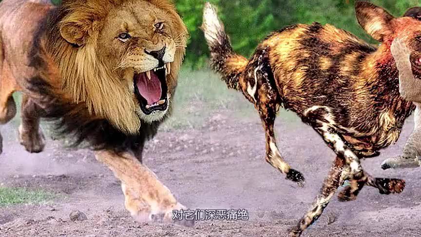野狗杀小狮子母狮发疯了将野狗群大屠杀前所未有的残暴