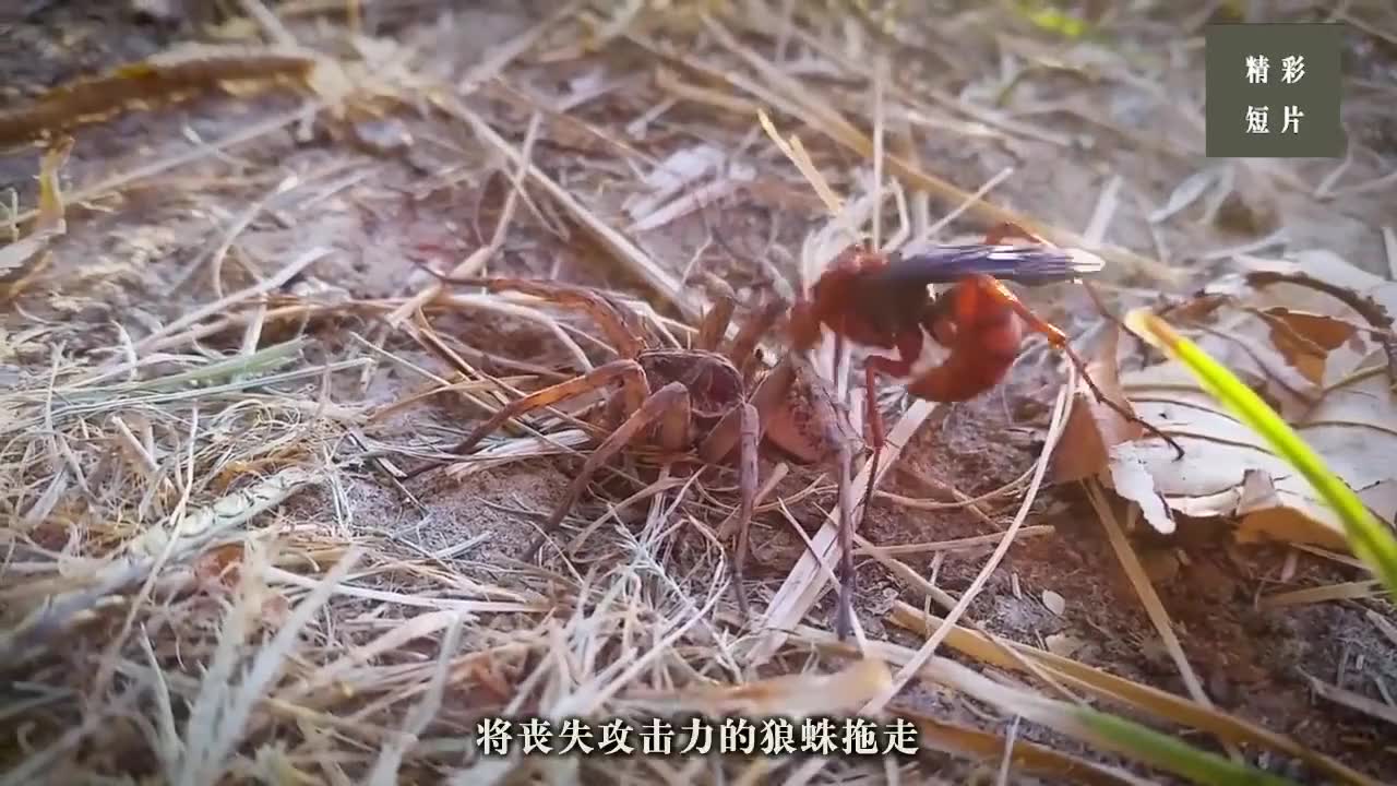 恐怖声音的背后,躲藏着致命口哨狼蛛,一对巨大的毒牙就够你受了