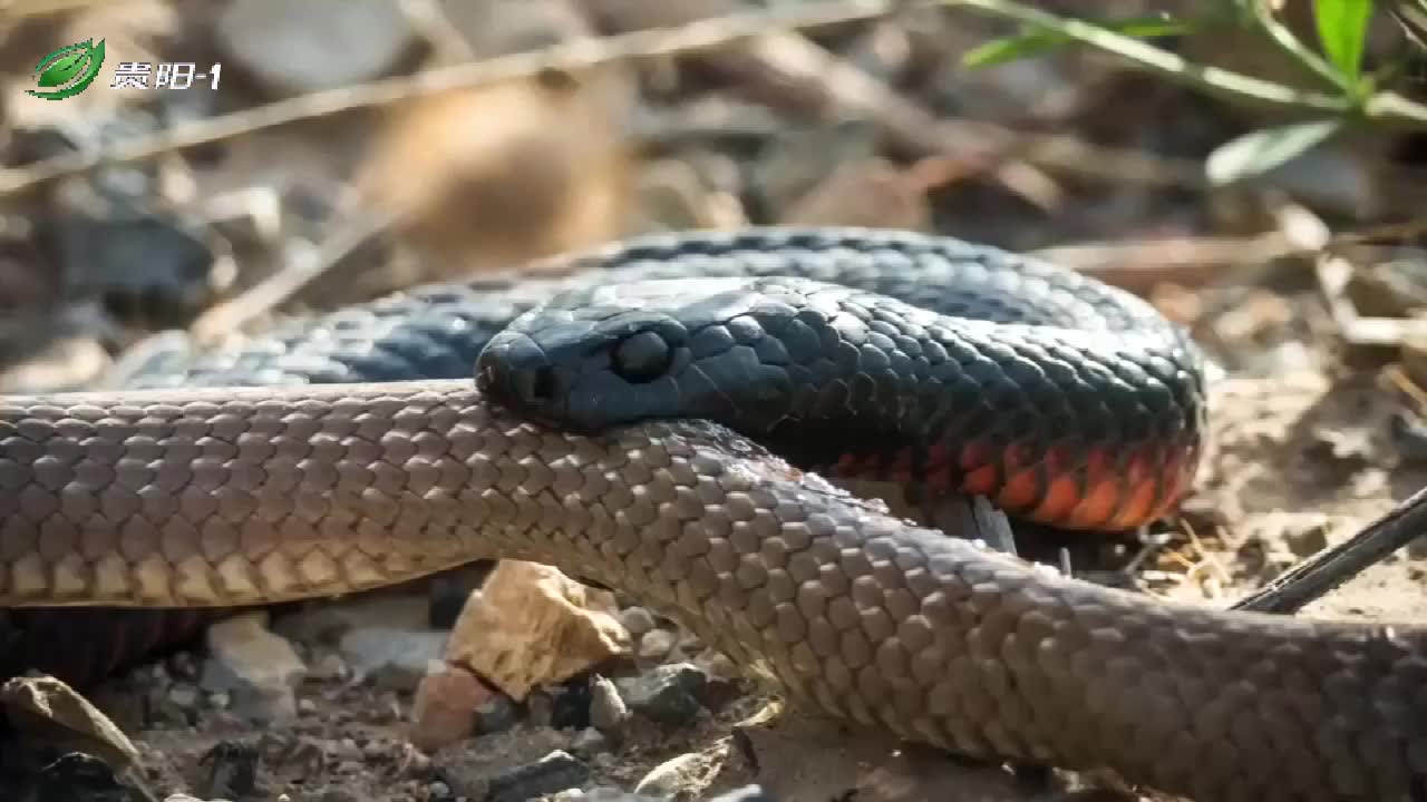 这条蛇还挺聪明的,知道不能走马路中间,只敢靠在马路牙子上
