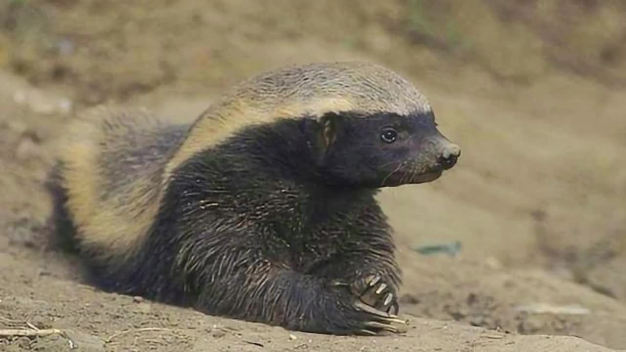 第一次可怜蛇,平头哥太强,抓蛇跟玩似的,眼睛王蛇来一样