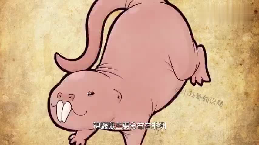 鼹鼠打洞速度简直太快,3秒就看不到,网友:真乃动物界的挖掘机