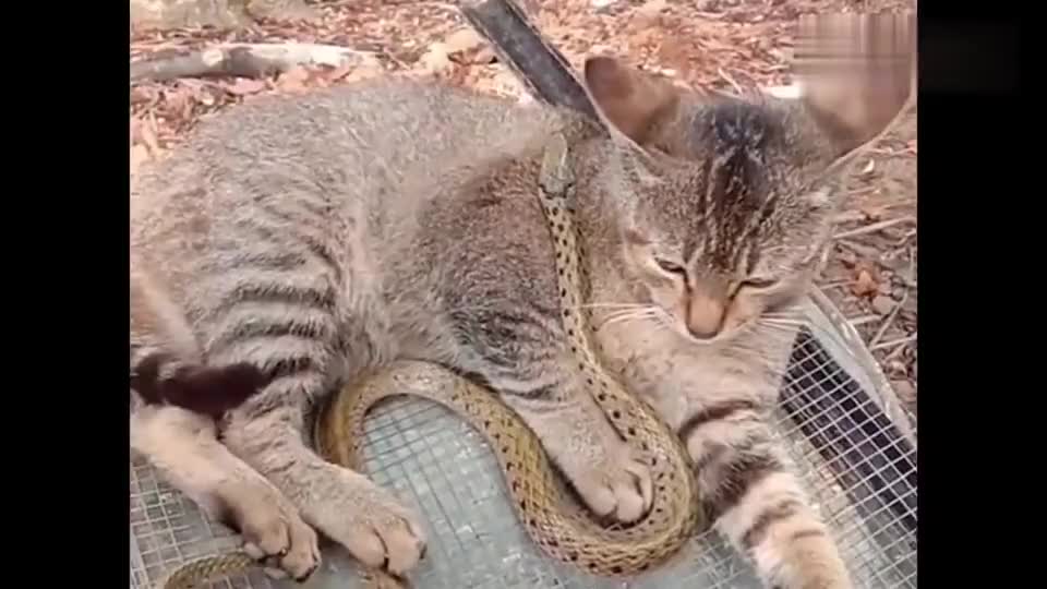 两只狸花猫和蛇打架让我们看看战况如何